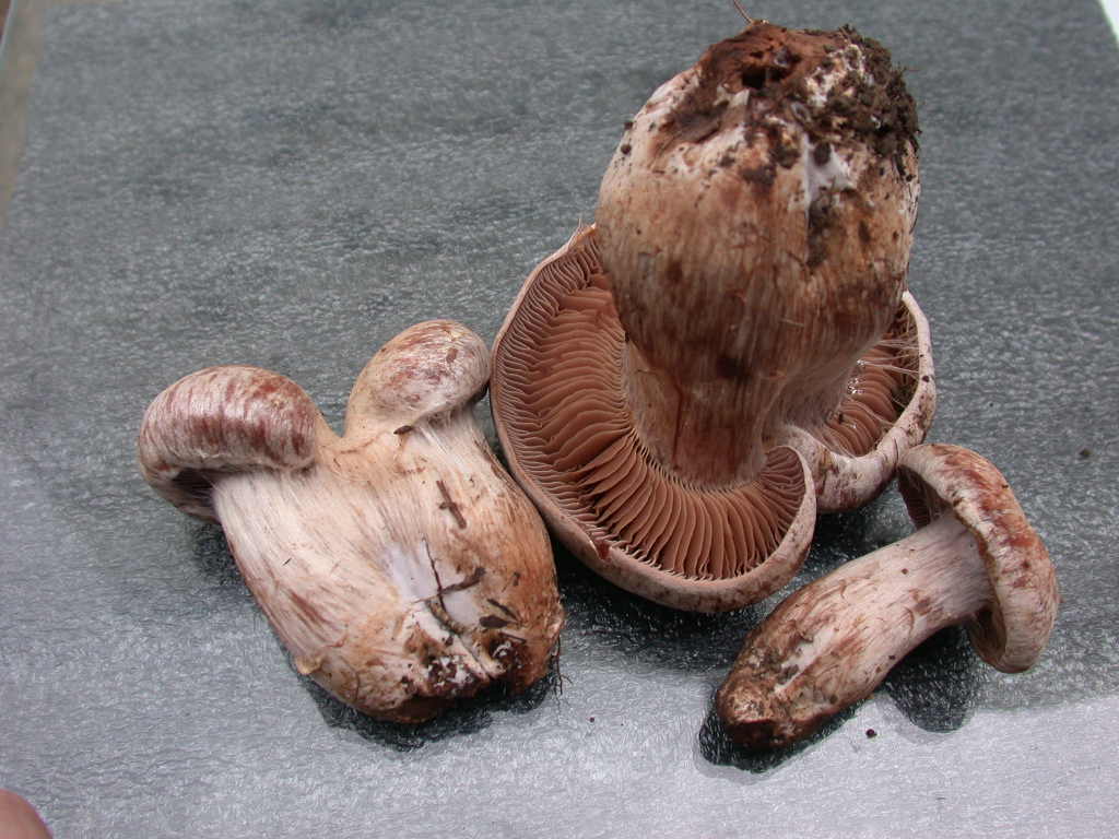 Fungo un p� insolito...